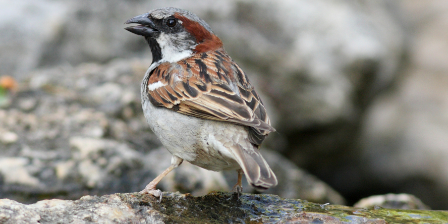 Moineau domestique © Alain Bloquet